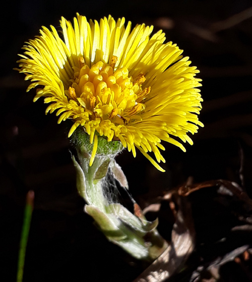 Huflattich, Tussilago farfara